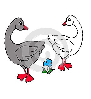 Two happy geese illustration