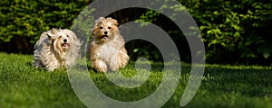 Two happy havanese dog is running towards the camera in the grass