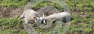 Two happy lambs with round bellies in dreamland