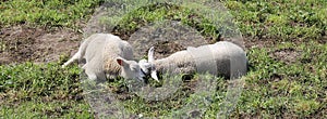 Two happy lambs with round bellies in dreamland photo