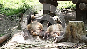 Two Happy Pandas enjoy eating bamboo leaves on the ground