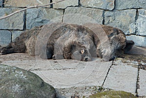 Two happy pigs sleeping after lunch in Bern zoo