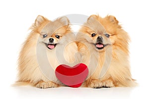 Two happy Pomeranian lie on a white background