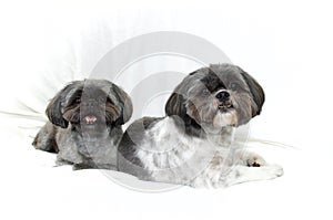 Two happy shih tzu dogs lying on white looking at viewer