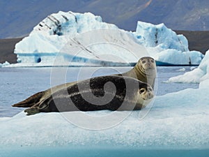 Two Happy Smiling Harbour Seals Chilling on Iceberg in Iceland