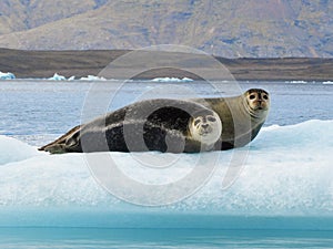 Two Happy Smiling Harbour Seals Chilling on Iceberg in Iceland