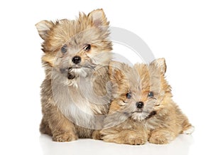 Two happy yorkie-pomeranian mix puppies