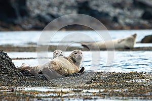Two harbor seals lying on a seashore and looking into the camera