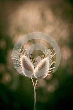 Two Hare's Tails bonded together (Lagurus Ovatus)