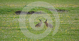 Two hares face off on the machair