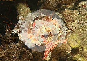 Two harlequin shrimps - Hymenocera elegans