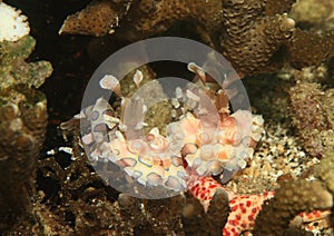 Two harlequin shrimps - Hymenocera elegans