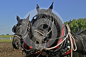 Two harnessed horses photo
