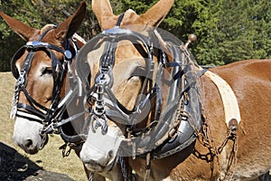 Two harnessed mules ready for work