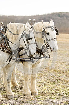 Two Harnessed Percheron Draft Horses