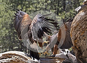 Two Harris Hawks Birds Fighting On Tree