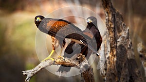 Two harris hawks perched on branch up close parabuteo unicinctus