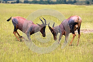 Two hartebeests fighting at the masai mara