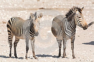 Two hartman mountain zebras in desert
