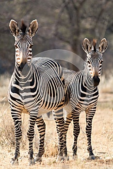 Two Hartmann Mountain Zebras