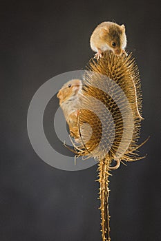 A Two Harvest Mouse Micro-Minutus on top of a Teasel, Aberdeenshire,Scotland,UK