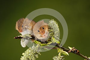 Two Harvest mouse sat on a hawthorn branch