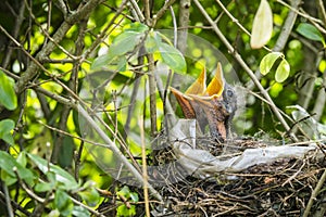 Two hatched blackbirds in a birds nest