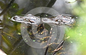 Two hatchling baby American Alligators swimming in Nini Chapin Pond  at Pinckney Island National Wildlife Refuge