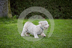 Two havanese dogs playing on the grass in the garden