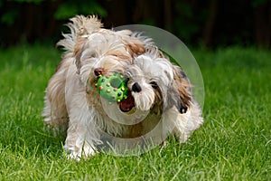 Two havanese puppies play together in the grass