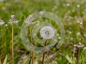 Three dandelions in a field.