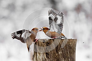 Two Hawfinch Coccothraustes coccothraustes fight at the feeder