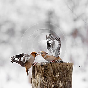 Two Hawfinch Coccothraustes coccothraustes fight at the feeder
