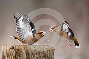 Two Hawfinch Coccothraustes coccothraustes fight at the feeder