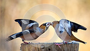 Two Hawfinch fight at the feeder