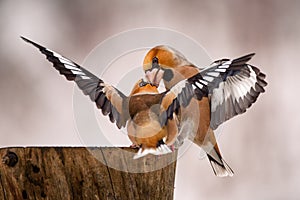 Two Hawfinch fight at the feeder