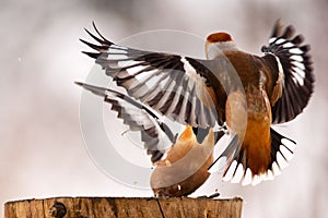 Two Hawfinch fight at the feeder