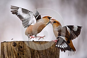Two Hawfinch fight at the feeder