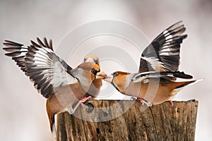 Two Hawfinch fight at the feeder