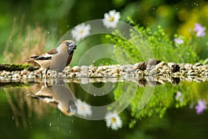 Two hawfinch sitting on lichen shore of water pond in forest with beautiful bokeh and flowers in background, Germany,bird reflecte