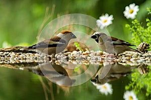Two hawfinch sitting on lichen shore of water pond in forest with beautiful bokeh and flowers in background, Germany,bird reflecte
