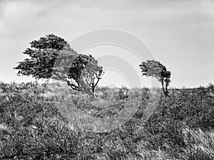 Two hawthorne bushes in the dunes of district Waterleidingduinen near to the cities Zandvoort and Amsterdam in the Netherlands,