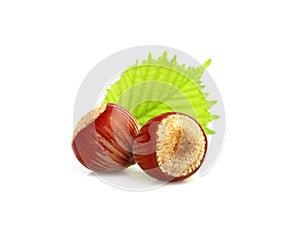 Two hazelnuts with leaves.