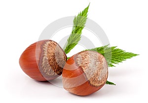 Two hazelnuts with leaves on white background close-up