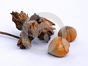 Two hazelnuts with shell