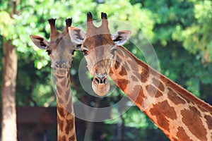 Two head giraffe.