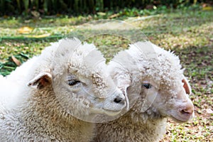 Two head of young lamb animal in farm background