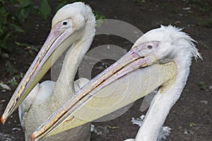 Two head pelicans with long beaks close up