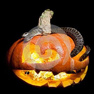 The two headed Japanese rat snake on black with Haloween pumpkin