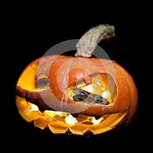 The two headed Japanese rat snake on black with Haloween pumpkin